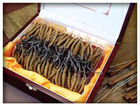 通川冬虫夏草回收